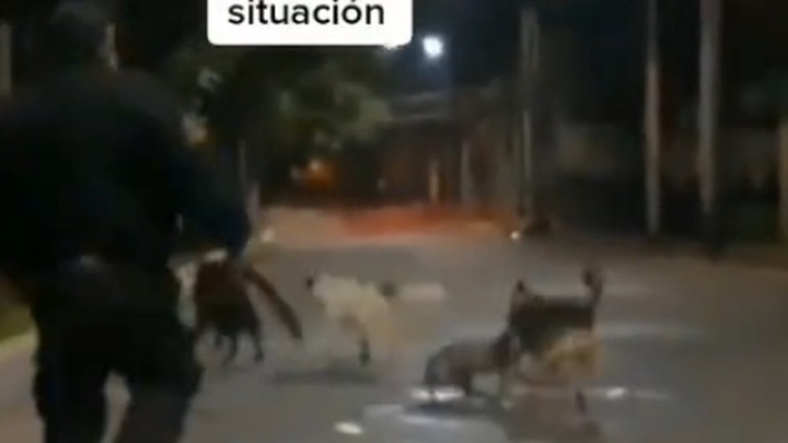 Policía ahuyenta a jauría de perros que molestaban a otro