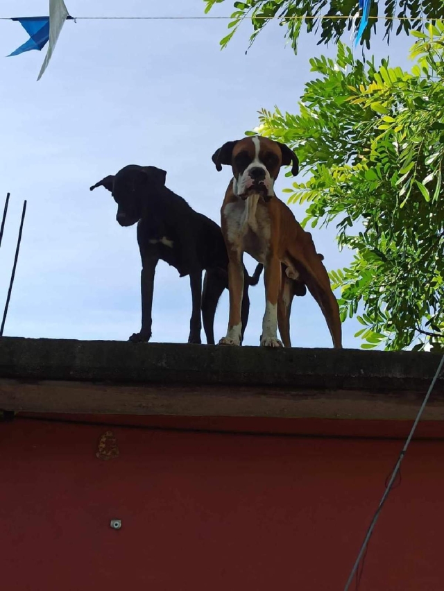  Los dos perritos que siempre están en la azotea de una casa presentan un aspecto físico poco saludable.