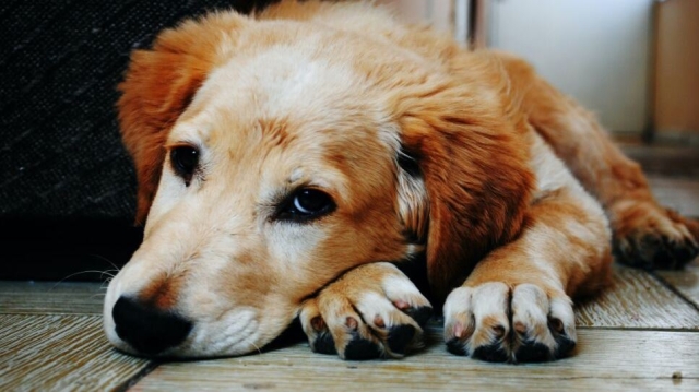 Los perros atraviesan un profundo duelo cuando otro perro muere, afirma estudio