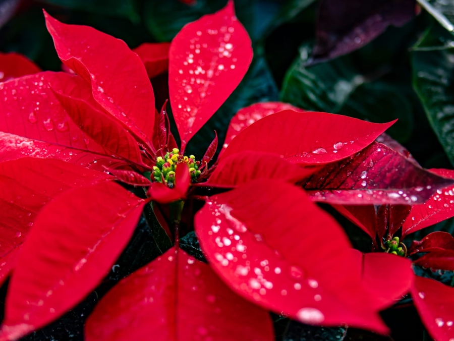 Impulsa Gobierno de Morelos intensa promoción para la venta de flor nochebuena rumbo a la temporada decembrina