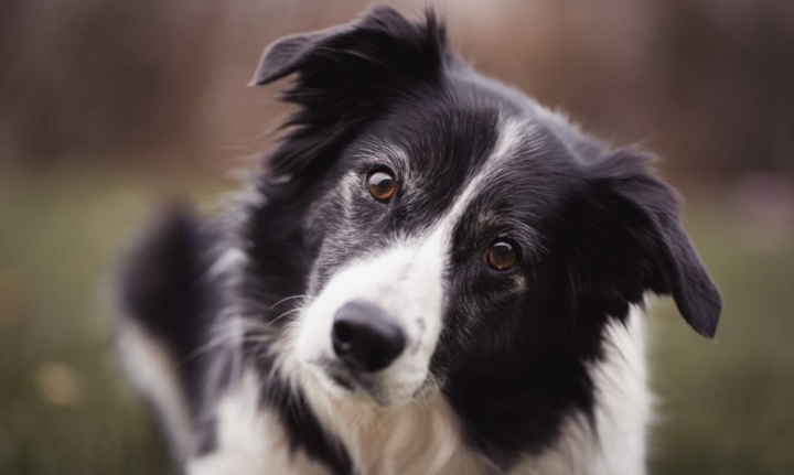 Ahora sabemos porqué los perros inclinan su cabeza mientras nos escuchan