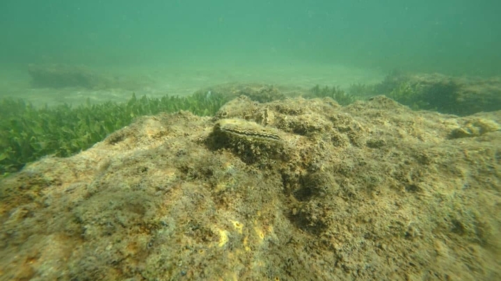 La ostra que podría ayudar a recuperar el mar Menor