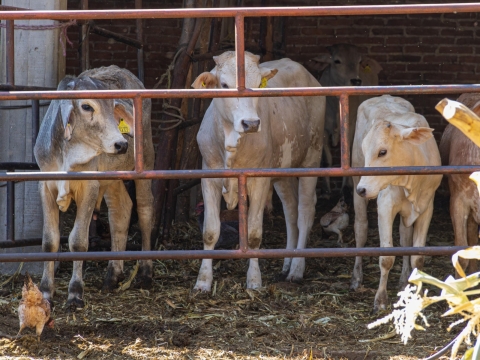Brinda gobierno estatal información oportuna para proteger salud del ganado en Morelos