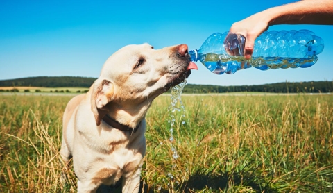 Protege a tu mascota del calor extremo: guía práctica para evitar un golpe de calor