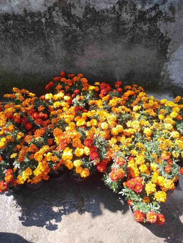 Por la competencia, vendió menos flor de cempasúchil 