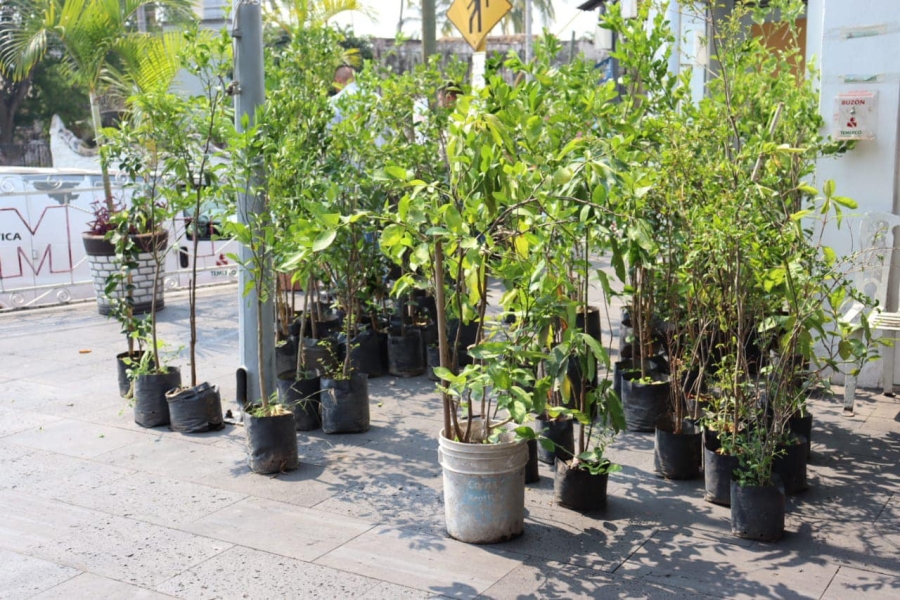 Autoridades de Temixco lanzan 3a campaña 'Adopta un árbol'