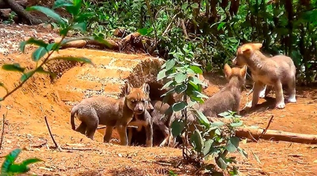 Nace una camada de siete lobos grises mexicanos