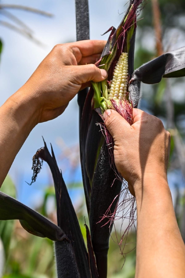La falta de lluvias afectó el cultivo de maíz en Morelos, reconoció la Sedagro. 