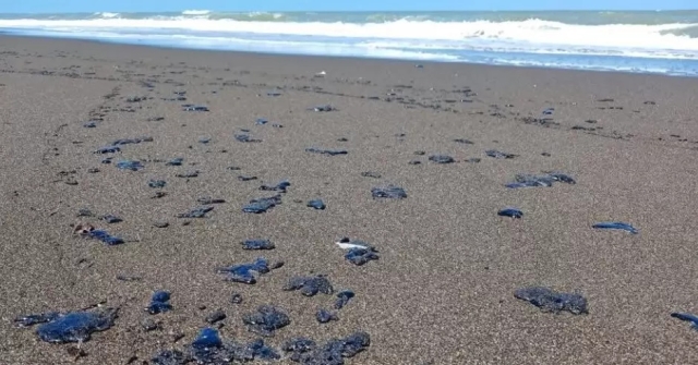 Greenpeace denuncia derrame de petr&oacute;leo sin control en el Golfo de M&eacute;xico