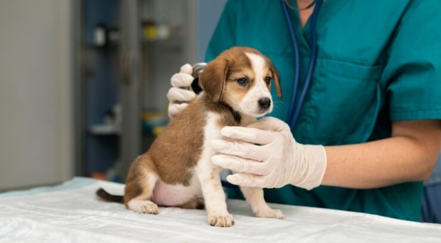 Abrirán clínicas veterinarias públicas en todo México