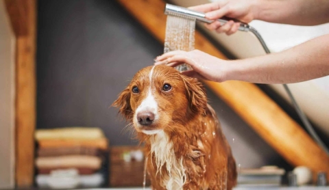 ¿Bañarlo con agua fría o tibia? Tips clave para cuidar a tu perro