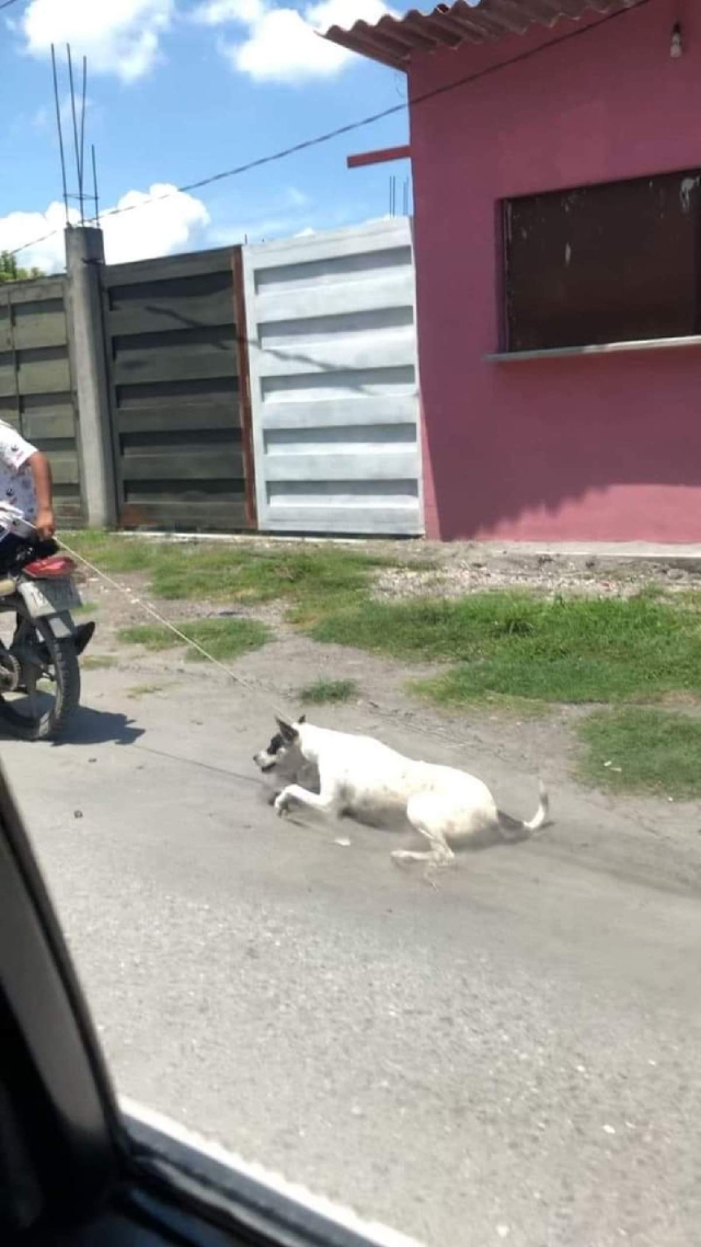 Además del castigo para el responsable del maltrato, solicitan el rescate del perro.