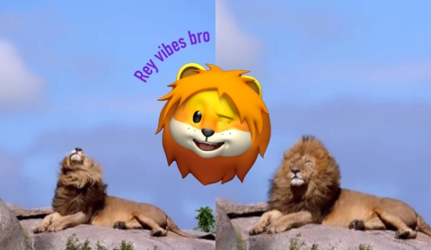 Un majestuoso león cautiva las redes sociales en una espectacular captura de Sachin Rai