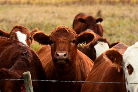 Ganaderos alertan sobrecontrol impuesto por medidas contra el gusano barrenador