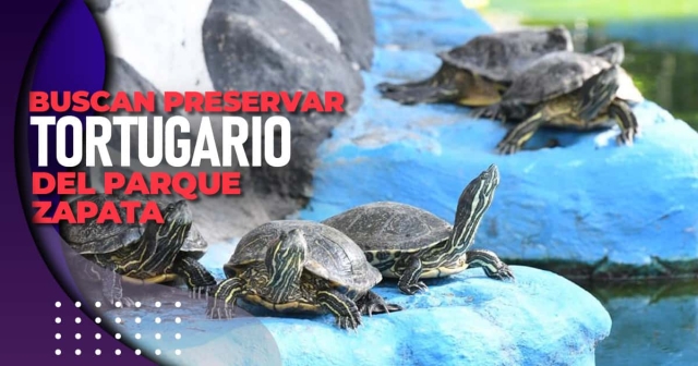 En el parque hay 204 ejemplares de tortugas.