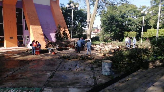 Cae árbol de grandes dimensiones en campus Chamilpa de la UAEM, tras fuertes lluvias