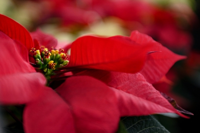 Cultivo de nochebuena, sustento y motivo de orgullo para familias morelenses