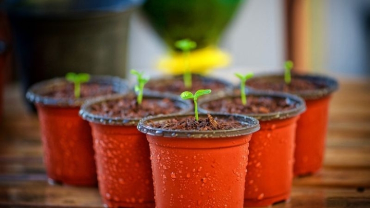 Guía básica para aprender a cultivar tu propia canela en el huerto casero