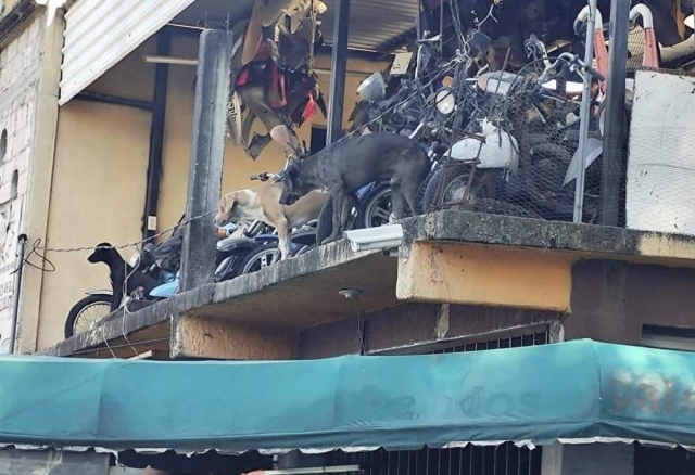 Crece indignaci&oacute;n en Cuautlixco tras ataques de jaur&iacute;a