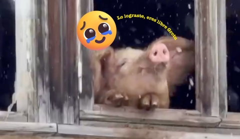 Grutu, la cerdita que conmovió al mundo y fue salvada del matadero