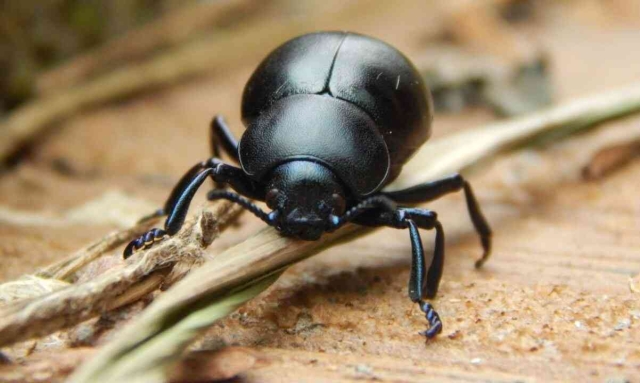 Científicos congelaron insectos para aprender cómo recuerdan el camino a casa