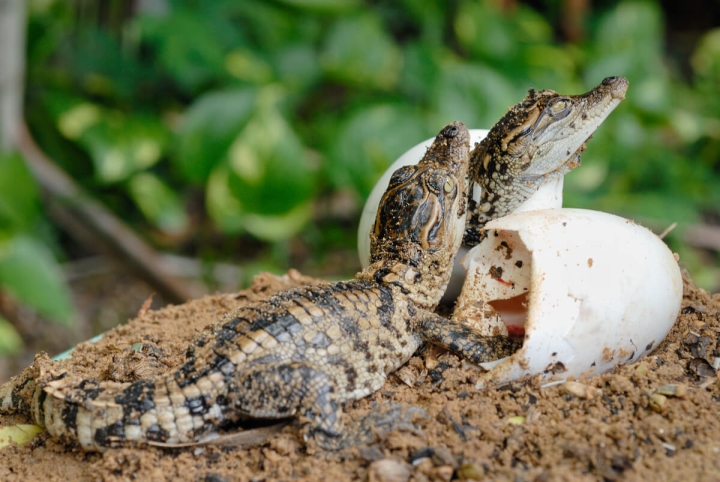 Cocodrilo hembra se reprodujo sin un macho; es el primer caso registrado