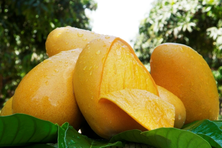 ¡Sabor mexicano! Conoce al mexicano que creó y dio nombre a este delicioso tipo de mango