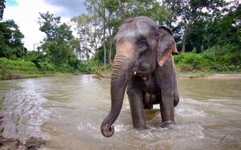 Policía tailandesa presenta cargos contra cuidador de elefanta tras muerte de turista