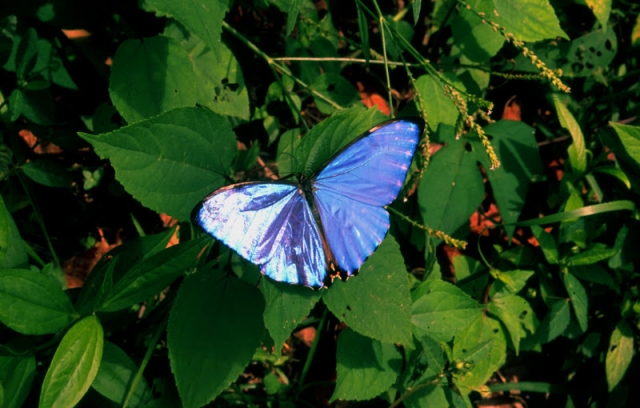 Las mariposas amarillas no son las únicas que te harán visitar Colombia