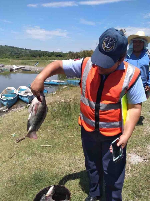 Las sequías de años anteriores siguen impactando la producción de mojarra en Coatetelco y El Rodeo.