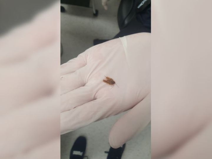 Fue al médico por un dolor de cabeza y tenía una cucaracha en el oído