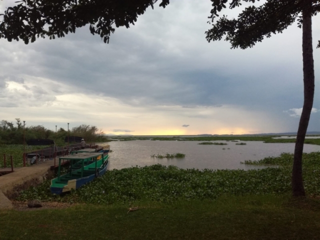 Kenia declara día festivo para plantar árboles