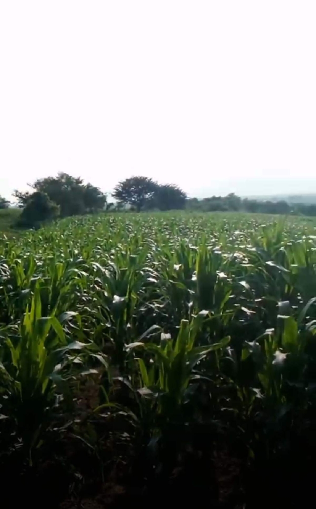  Hasta el momento, las lluvias han sido suficientes para permitir un buen crecimiento de la planta, señaló el representante de los productores.