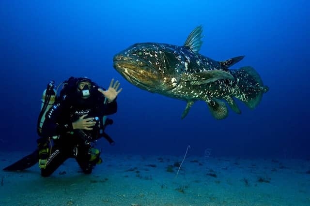 Un pez prehistórico que vivió antes que los dinosaurios ronda los mares de Madagascar