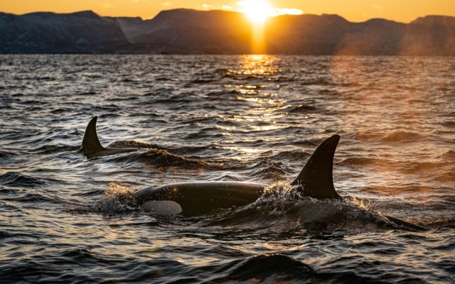 Nuevo ataque de orcas: hunden velero en Gibraltar