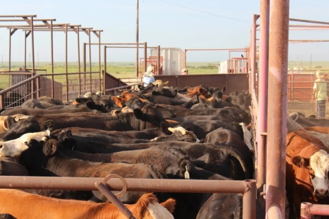 Estados Unidos cierra importación de ganado mexicano por gusano barrenador