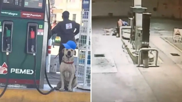 Perro adoptado en una gasolinera fue el héroe en un asalto a trabajador