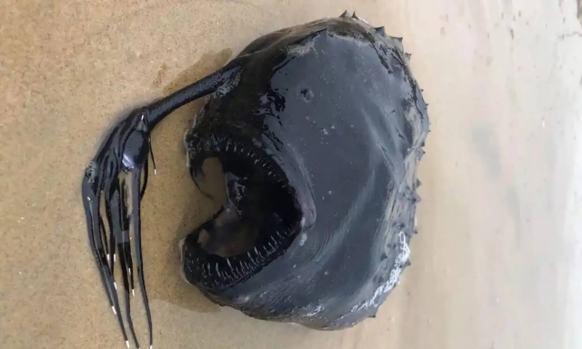 Parece alien, pero no lo es: encuentran un extraño pez abisal en California
