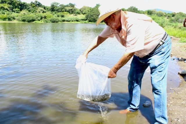   Se espera que en tres meses la población de tilapia haya aumentado en la laguna.