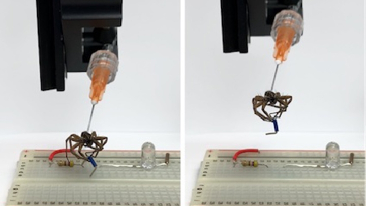 Fabrican robots a partir de arañas muertas