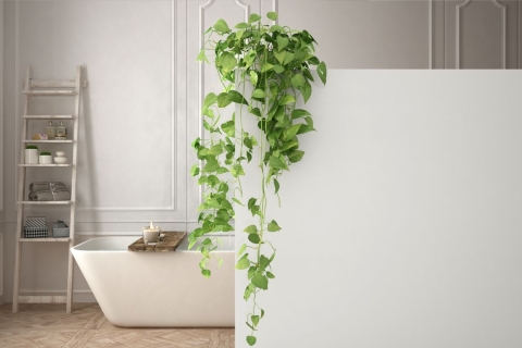 Plantas que puedes tener en el ba&ntilde;o para evitar malos olores