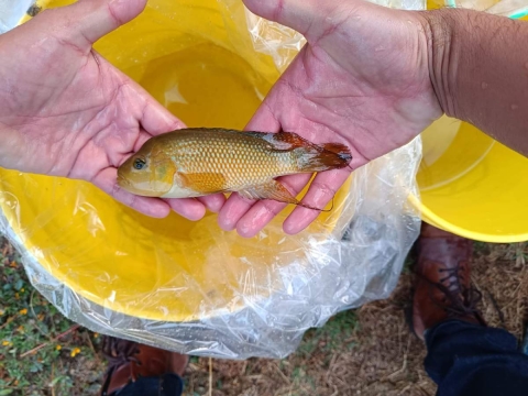 El proyecto vería resultados en dos años y se pretende recuperar la mojarra criolla, que subsistirá con las especies invasoras.  