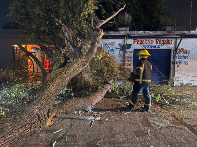 Retira PC árboles caídos por fuertes vientos en Cuernavaca