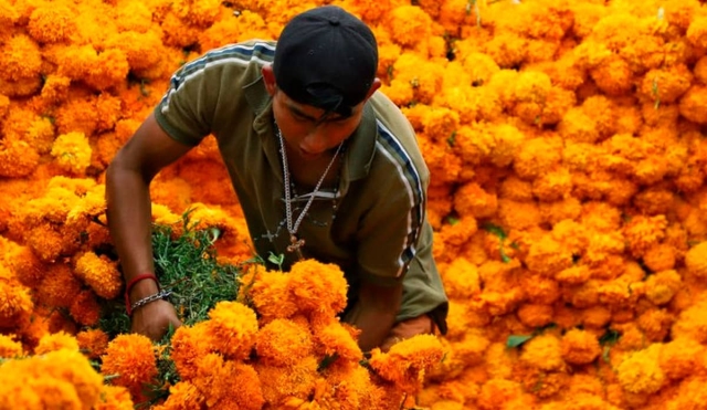 Bajó la venta de flor de cempasúchil este año en la zona sur