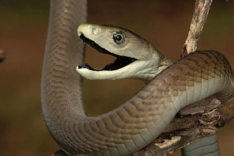 Científicos desarrollan un antiveneno que neutraliza las neurotoxinas de 19 de las serpientes más letales del mundo