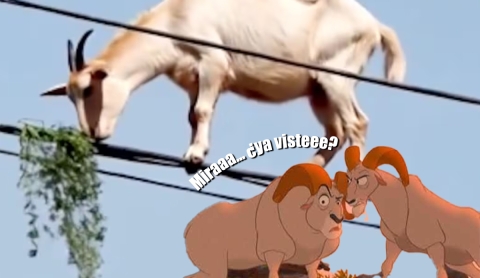 Cabra sorprende al comer pasto desde cables de luz en curioso video