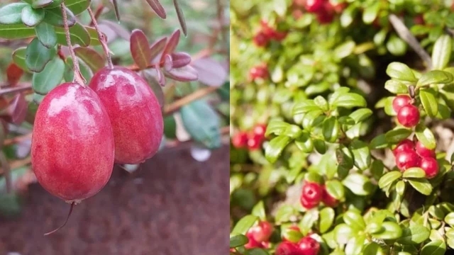 ¿Cómo cultivar arándanos en maceta para tener siempre en casa?