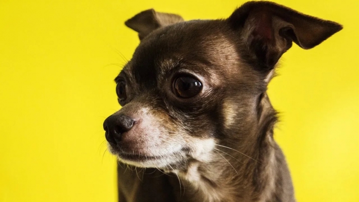 ¿Por qué los perros chiquitos tiemblan todo el tiempo?