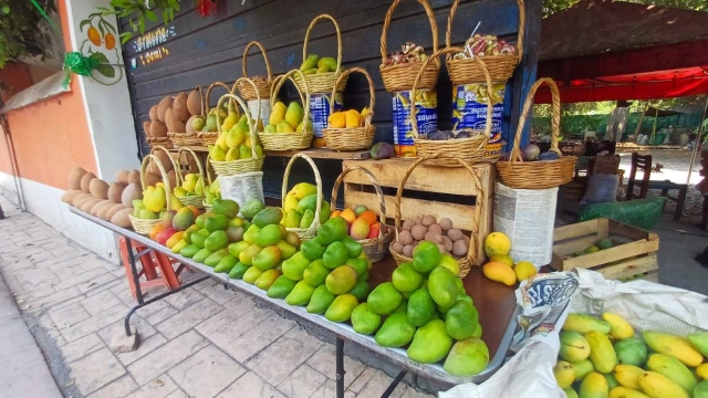 Productores de mango abandonan huertas en Coatl&aacute;n del R&iacute;o