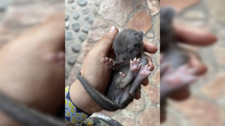 Iris, tejón que sobrevivió al incendio en Tepoztlán.